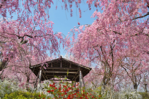 京都「桜の開花予想は、３月２６日頃。満開日は４月３日頃」 