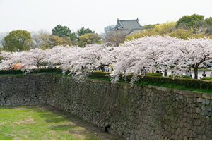 大阪「桜の開花予想は、３月２８日頃。満開日は４月４日頃」