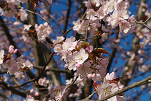 奈良「桜の開花予想は、３月２６日頃。満開日は４月１日頃」 