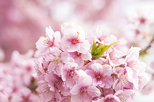 滋賀（彦根）「桜の開花予想は、４月１日頃。満開日は４月８日頃」 