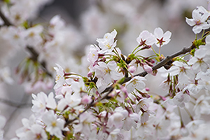 和歌山「桜の開花予想は、３月２７日頃。満開日は４月３日頃」 