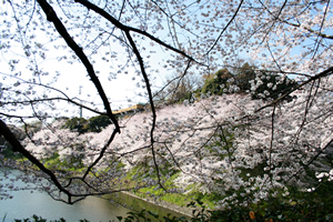 桜の開花時期と開花予想​情報