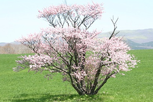 室蘭「桜の開花予想は、５月２日頃。満開日は５月７日頃」 