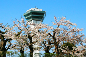 函館「桜の開花予想は、４月２６日頃。満開日は５月１日頃」