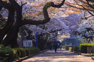 仙台「桜の開花予想は、４月６日頃。満開日は４月１１日頃」 