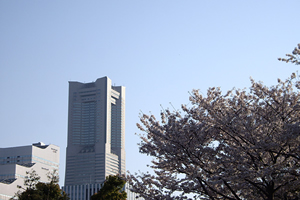 横浜市「桜の開花予想は、３月２５日頃。満開日は４月１日頃」 