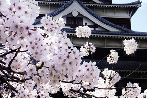 広島「桜の開花予想は、３月２６日頃。満開日は４月４日頃」 