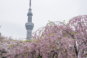 関東地方の桜の開花予想・予報、桜の満開日