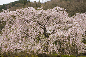 千葉県（銚子市）「桜の開花予想は、４月１日頃。満開日は４月８日頃」 