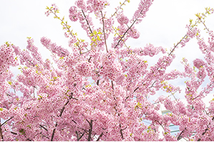 埼玉県（熊谷市）「桜の開花予想は、３月２６日頃。満開日は４月１日頃」 