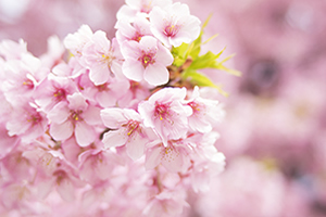 栃木県（宇都宮市）「桜の開花予想は、３月２８日頃。満開日は４月４日頃」 