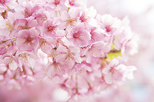 山梨県（甲府市）「桜の開花予想は、３月２２日頃。満開日は３月２９日頃」