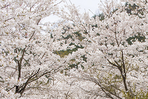 群馬県（前橋市）「桜の開花予想は、３月２７日頃。満開日は４月３日頃」