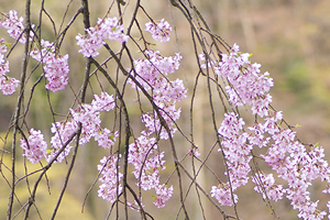 茨城県（三戸市）「桜の開花予想は、３月２９日頃。満開日は４月５日頃」  