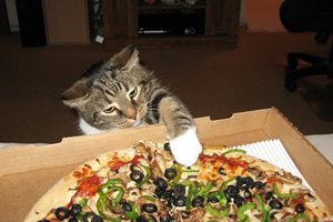 世界・外国の猫の好物！猫が好きな食べ物：アメリカやオーストラリアの猫はピザを食べる