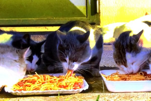 イタリアやギリシャの猫はピザを食べる