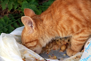 チュニジアでクスクスを食べる猫