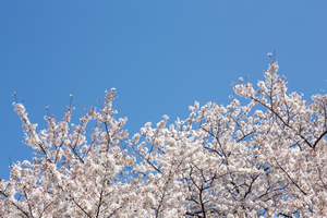 桜ソング⑩「ＡＫＢ４８/桜の木になろう（２０１２年）」  
