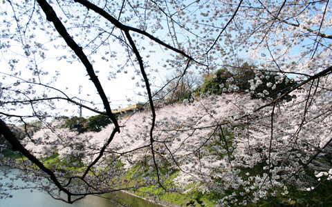 今年の桜！満開日の予想情報、開花前線