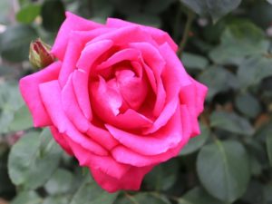 母の日にカーネーション以外の人気の花：ピンク色のバラ