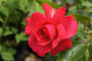 母の日にカーネーション以外の人気の花：赤バラ