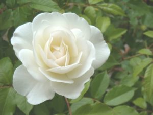 母の日にカーネーション以外の人気の花：白バラ
