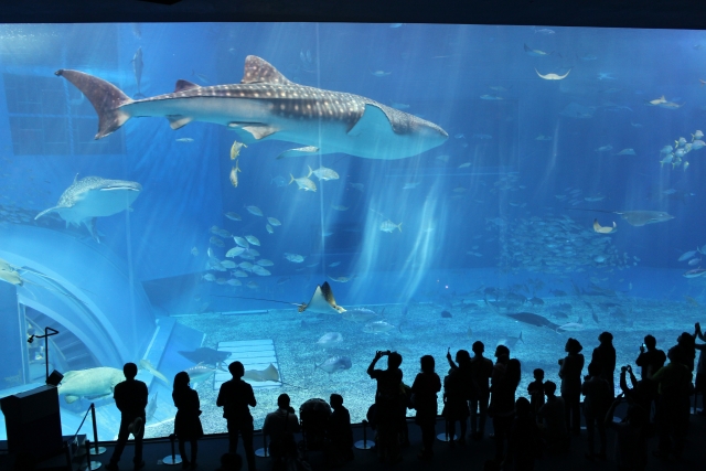 水族館のサメ