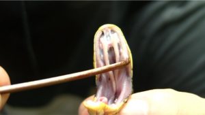 毒蛇の毒：牙が注射の役割