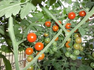 ミニトマトの春の種蒔き：３月中、収穫時期：７月～８月