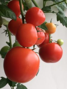 トマト：栽培期間４月～６月、収穫時期７月～８月