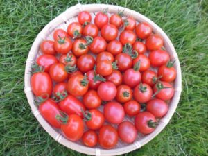 ミニ・プチトマトの日持ち保存期間、賞味期限：常温、冷蔵庫、冷凍期間