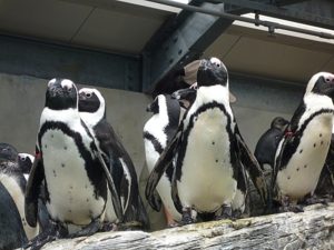 ケープペンギンの生息地・住処はココ！野生と水族館の平均寿命＋体の特徴！