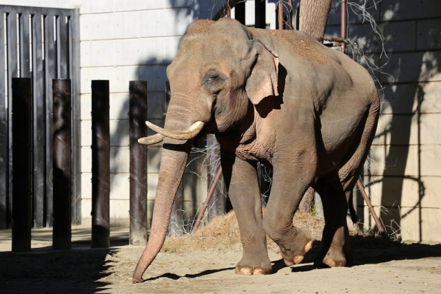 象の一生と平均寿命は何年？動物園とアジア・アフリカゾウの人間換算の年齢