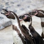 フンボルトペンギンの豆知識！生息地・住処・平均寿命や体長・体重の特徴！