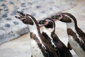 フンボルトペンギンとは？生息地・住処はココ！平均寿命や体長・体重の特徴！