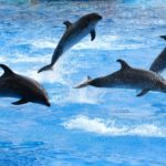 シロイルカやバンドウイルカの平均寿命は何歳くらい？水族館と野生の寿命は？