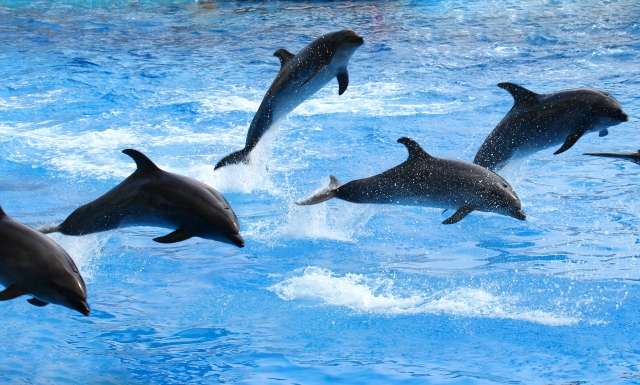 イルカの寿命と一生！水族館のシロイルカやバンドウイルカは平均何歳？野生は？