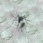 蚊の寿命と一生！家や車⇒部屋にいる蚊の寿命は？ヤブ蚊⇒血を吸わないのはオス