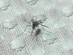 蚊の平均寿命！家の中や車で成虫は冬越しする？ヤブ蚊＋アカイエカとチカイエカ