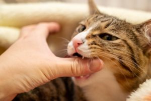猫がゴロゴロ言いながら噛む、甘噛みする理由