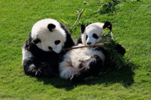 パンダの母親は育児放棄する：パンダは双子で生まれる
