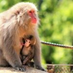 猿の寿命は何年くらい？猿の平均寿命を日本猿・ペット・動物園と野生の猿で比較