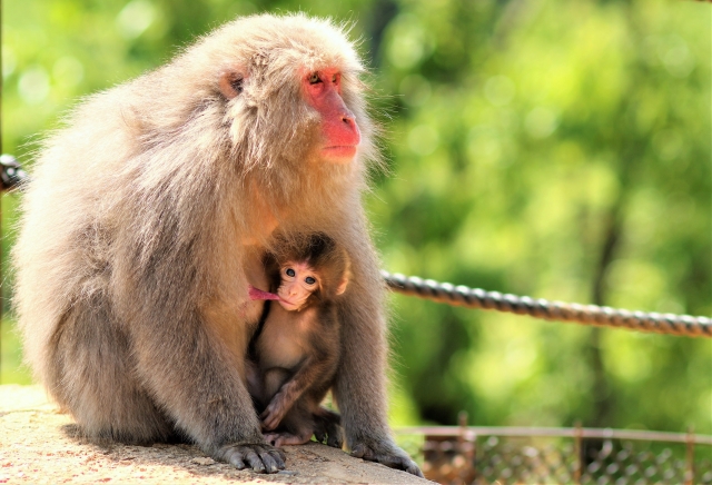 猿の一生と寿命は何年くらい？猿の平均寿命を日本猿・動物園と野生の猿で比較