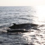 クジラの平均寿命！マッコウクジラやシロナガスクジラは何年・何歳まで？
