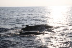 クジラの一生と寿命！マッコウクジラやシロナガスクジラの平均寿命は何歳？