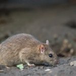 ネズミの平均寿命＋ペット飼育のネズミはどれくらい？寿命が長いネズミとは？