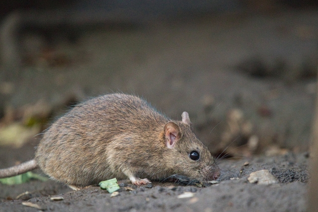 ネズミの平均寿命＋ペット飼育のネズミはどれくらい？寿命が長いネズミとは？