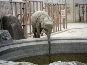 象が鼻からから水を吸う量：最大１０リットル、普段は５リットル