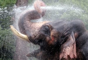 象が鼻から水を吸う量：１日に１００リットル