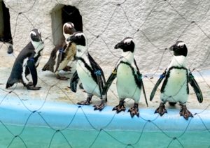 ケープペンギンの寿命：野生１０年、水族館・飼育下は１５～２０年の平均寿命